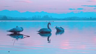 Cuet Swan
