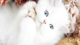 Beuty full.cat and animals video#cat #dog????????