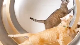 Funny cats