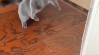 cute funny cats ????and dogs ????viral clips||animalsfail????