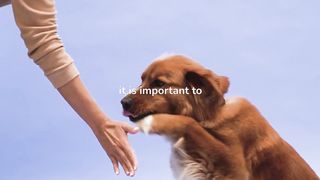 How to grow up the dog for home security?