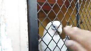 Beautiful Parrots in Parda Park Shony Mony TV