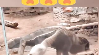 Allah ki shan