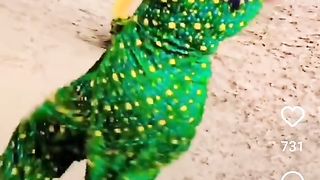 Punjabi dance