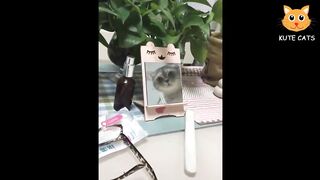 【面白い動画】 かわいい猫 - かわいい犬 - 最も面白いペットの動画