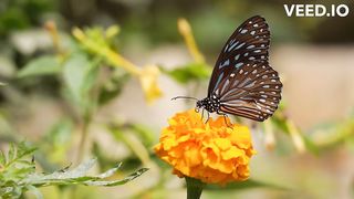 "A Close-Up Look at Butterfly"