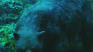 Monkey Vs bear ????