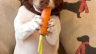 A deer dog eats a carrot