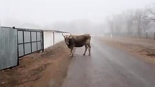 Cow auyl
