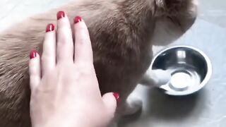 Cat - when the mackerel runs out #1