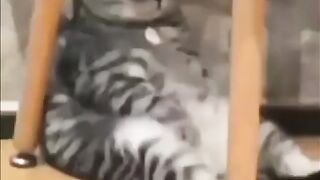Cat - eat until full #2
