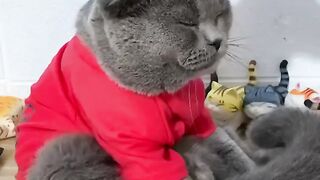 Cat - cat massager #3