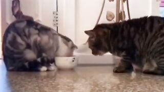 Cat - share #4