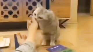 Cat - breezy #5