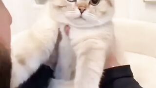 Cat - darling #6