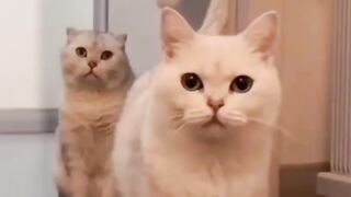 Cat - wow #7