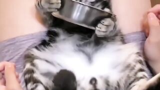Cat - delicious #8