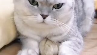 Cat - sibling #10