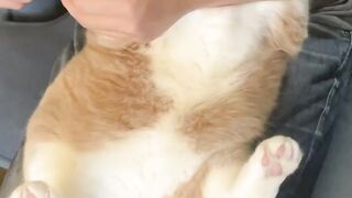 Cat - cut nails #11