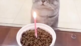 Cat - happy Birthday #12