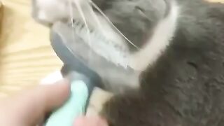 cat - hair cut #14