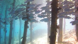 The extraordinary underwater beauty of Raja Ampat Papua