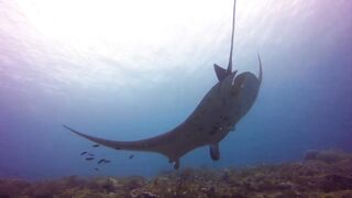 Raja Ampat's most amazing stingrays