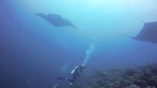 The underwater paradise of the world is Raja Ampat