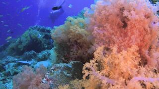 Amazing beautiful coral reefs in Raja Ampat