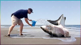 Эти Животные ЗВАЛИ на ПОМОЩЬ! Попробуй НЕ ЗАПЛАКАТЬ и Спасение животных!