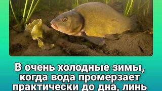 Любопытные факты о лине