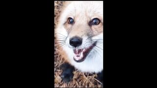 Funniest Animals - Best Of The 2022 Funny Animal Videos - TRY NOT TO LAUGH! 2