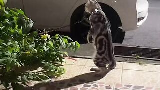 cat - obtrusive #15