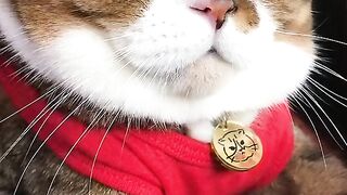 cat - cute #16