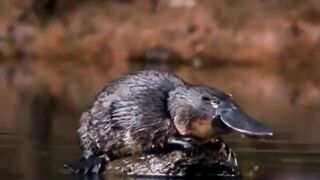 Милый утконосик в естественной среде.