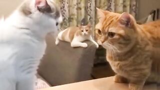 Cat - #17