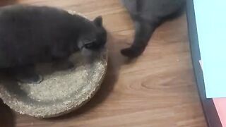 Cat - pig #19