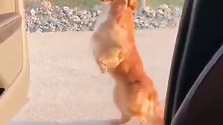 собака