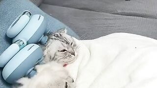 Cat - love is not equal #20