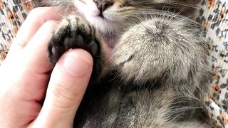 Котейка)