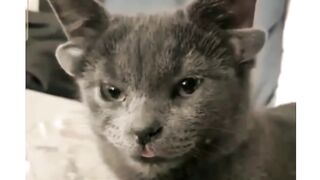Котик похож на чертика.