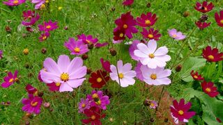 Beautiful flowers in my garden