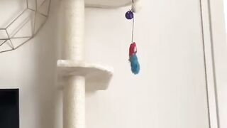 Cat - flying cat #21