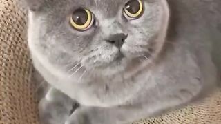 Cat - #23
