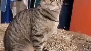 Cat - When you know you're out of fish #25