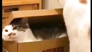Cat - box cat #27