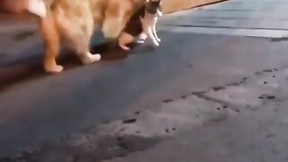 Cat - impatient teenager #28