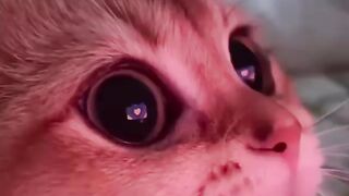 Cat - hypnotize #30