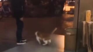 Cat - exercise #31