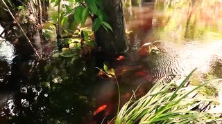 Необычное земноводное - Суринамская пипа.
